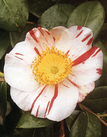 Camellia Higo 'Cosho'