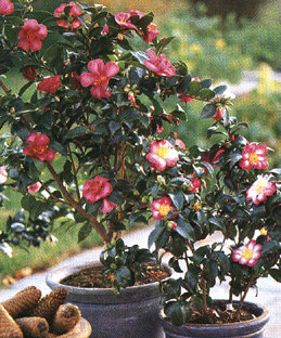 Camellia sasanqua 'Navaja'