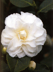 Camellia japonica 'Purity'