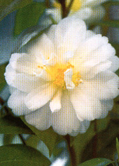 Camellia rusticana