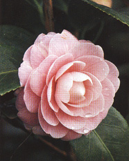 Camellia japonica 'Virginia Franco'