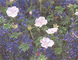 Campanula cochleariifolia'