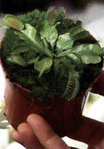 Dionaea muscipula