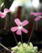 fiorellino di Pinguicula