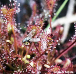 Drosera anglica