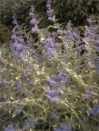 Caryopteris cladonensis 'Heavenly Blue'