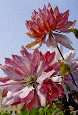 Clematis'Patricia Anne Fretwel