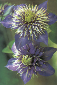 Clematis 'Multiblue'