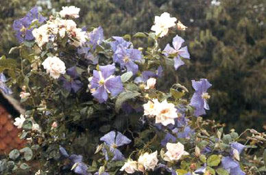 Clematis 'Perle d'Azur'