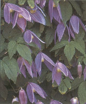 Clematis alpina 'Columbine'