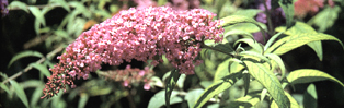 Buddleia