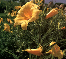 Hemerocallis