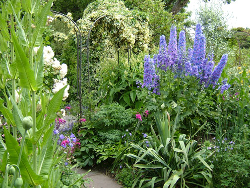 Delphinium nel giardino di Helen Dillon