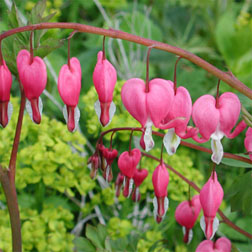 Dicentra spectabilis