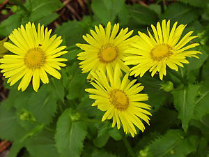 Doronicum