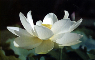 Nelumbo'Galassia'