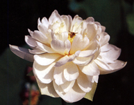 N.'Gardenia'