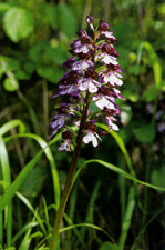 Orchis purpurea