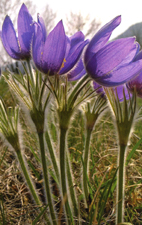 Anemone pulsatilla