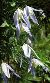 Clematos alpina