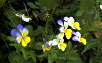 viola tricolor