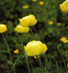 Trollius europaeus