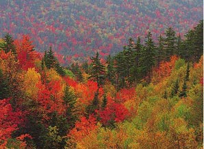 Foresta canadese in autunno