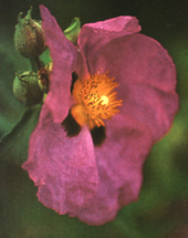 C.x purpureus