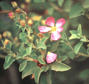 Cistus parviflorus