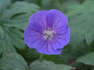 Geranium himalayense