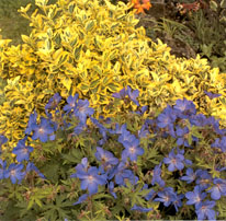 Geranium 'Johnson Blue'