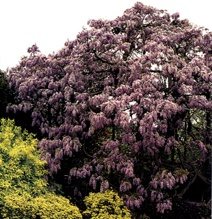 Sempre elegante l'abbinamento fra viola e giallo (maggiociondolo, euforbia...)