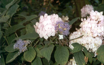 Hydrangea involucrata