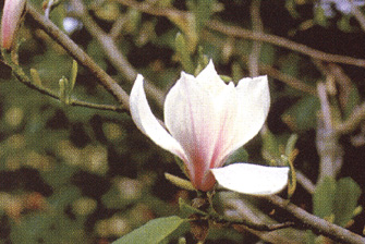 Magnolia sprengeri