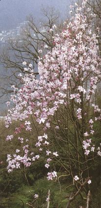 Magnolia campbellii 'Michael Ross'
