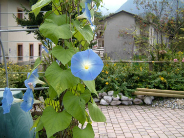 Ipomoea tricolor 'Heavenly Blue'