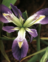 Iris brevicaulis o foliosa