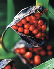 Iris foetidissima