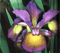 Iris spuria