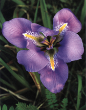 Iris unguicularis o I. stylosa