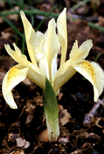 Iris winogradowii