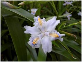 Iris japonica