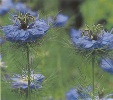 Nigella damascena 'Miss Jekyll'