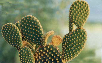 opuntia microdasys