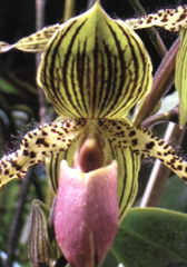 Paphiopedilum'Janta Stage'