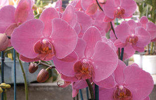 Phalaenopsis