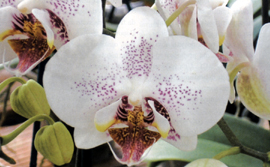 Phalaenopsis