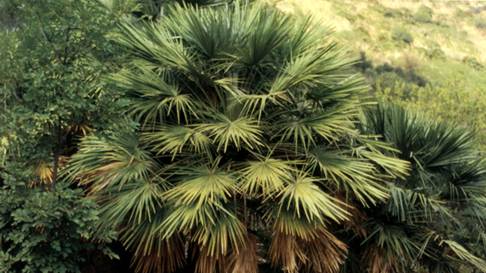 Chamaerops humilis