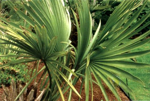 Sabal palmetto