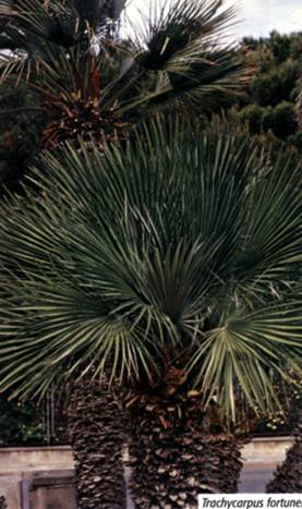 Trachycarpus fortunei